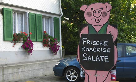 knackige Salate